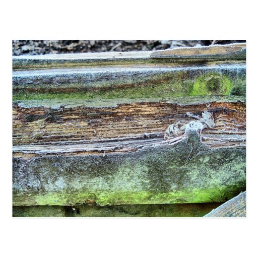 Frosted Wood Post Card