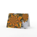 Frosty Bloom cards by HarleyBliss Frosty Bloom cards
