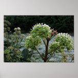 Frosty Foliage posters