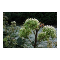Frosty Foliage posters by Matthew_Dingwall Frosty Foliage posters