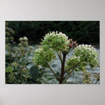 Frosty Foliage Print