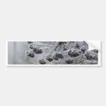 Frosty Morning Bumper Stickers