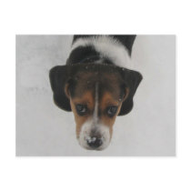 Frosty Nose Post Card