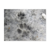 "Frosty Paws" Post Cards postcards