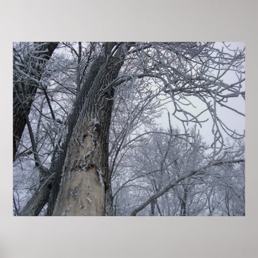 Frosty Riverbank Trees Print