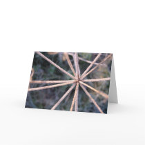 frosty star cards