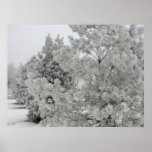 Frosty Trees Print