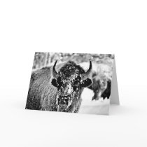 Frosty Yellowstone Bison Cards
