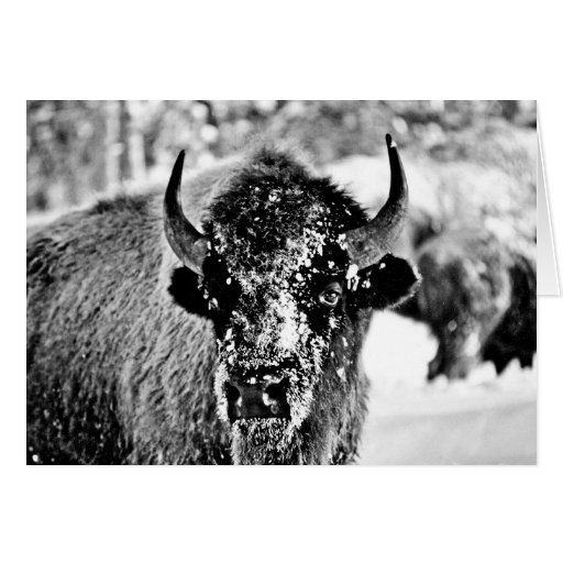 Frosty Yellowstone Bison Cards