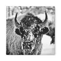 Frosty Yellowstone Bison Refrigerator Magnets