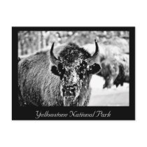 Frosty Yellowstone Bison Post Card