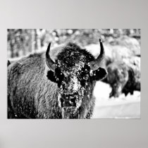 Frosty Yellowstone Bison Posters