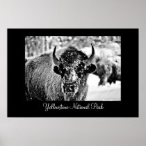 Frosty Yellowstone Bison with Title Print