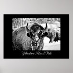 Frosty Yellowstone Bison with Title Print