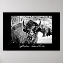 Frosty Yellowstone Bison with Title Print
