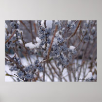 Frozen Berries Posters