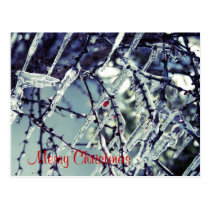 Frozen Berry Christmas Postcard postcards