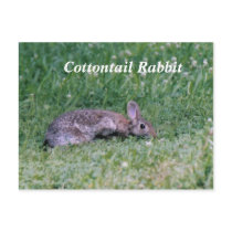 Frozen Cotton, Cottontail Rabbit postcards