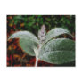 Frozen flower bud ~ postcard