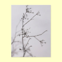 Frozen flowers postcards
