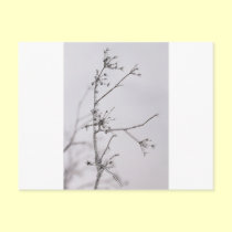 Frozen flowers postcards