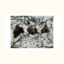 Frozen foliage. posters