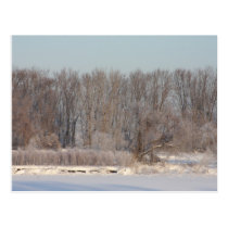Frozen Pond Sunlight and Shadows I postcards