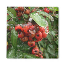 Frozen red berries. magnets by Acorns_tree Frozen red berries. magnets