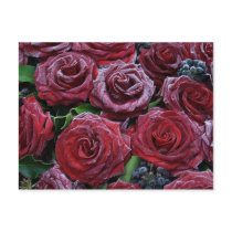 frozen roses postcards