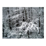 Frozen Tree Branches Post Card