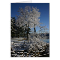 Frozen Tree cards