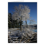 Frozen Tree cards