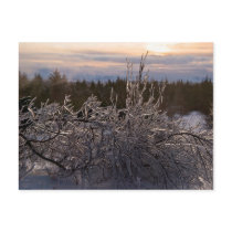 Frozen tree sculpture postcards