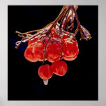 Frozen Winter Berries - Print