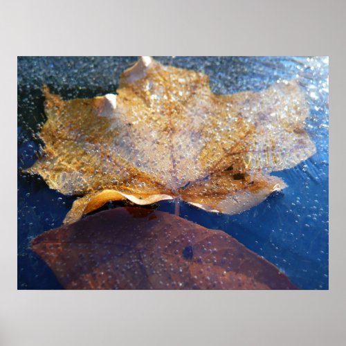 Frozen Yellow Maple Leaf Photography Print print