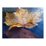 Frozen Yellow Maple Leaf Photography Print