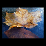 Frozen Yellow Maple Leaf Photography Print