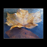 Frozen Yellow Maple Leaf Postcard
