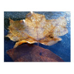 Frozen Yellow Maple Leaf Postcard