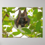 Fruit Bat Posters