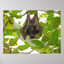 Fruit Bat Posters