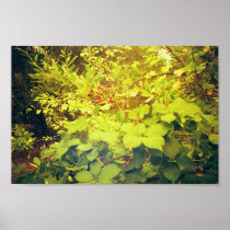 FRUITS POSTERS