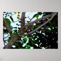 Fruta extranjera posters