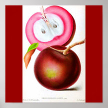 Fruta Poster-Botanicals-Roja