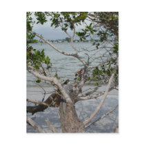 Ft. Myers Beach postcards by Debrene Ft. Myers Beach postcards