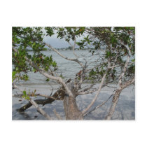 Ft. Myers Beach postcards by Debrene Ft. Myers Beach postcards