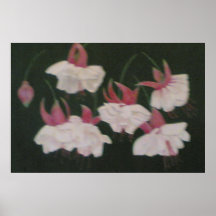 Fuchias flowers poster