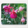 Fuchsia 1