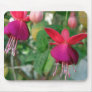 Fuchsia 3