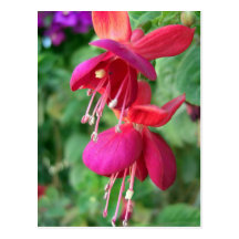Fuchsia 4 postcard